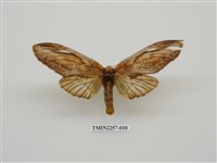 藏品(話筒舟蛾)的圖片